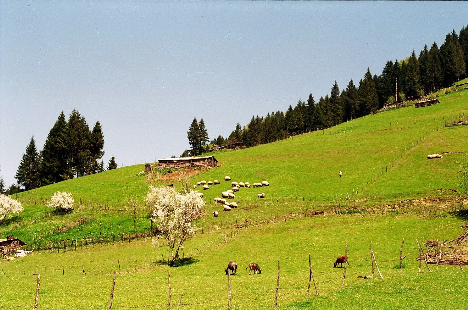 Manzaralarla Dereli