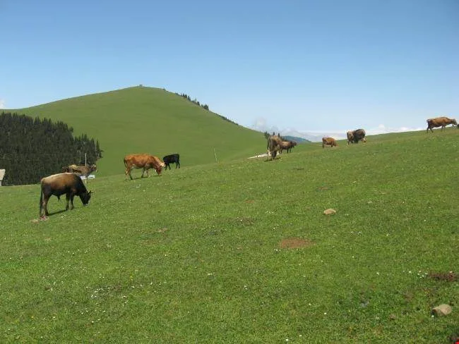 Melikli Obası Yaylası
